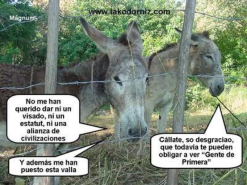 Dos burros en un campo rodeado de valla, con texto en burbujas que parece ser un diálogo humorístico en español.