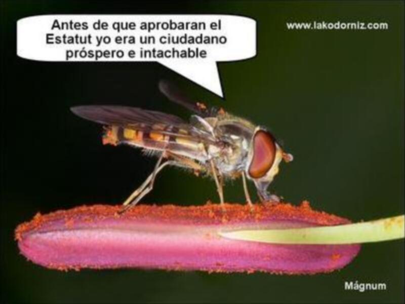 Estatut