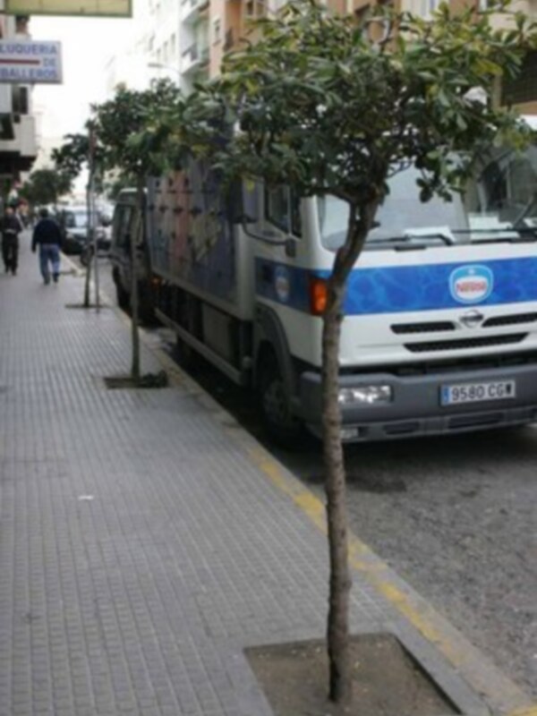 El Ayuntamiento de Cádiz realiza nuevas plantaciones y reposiciones de árboles en la ciudad