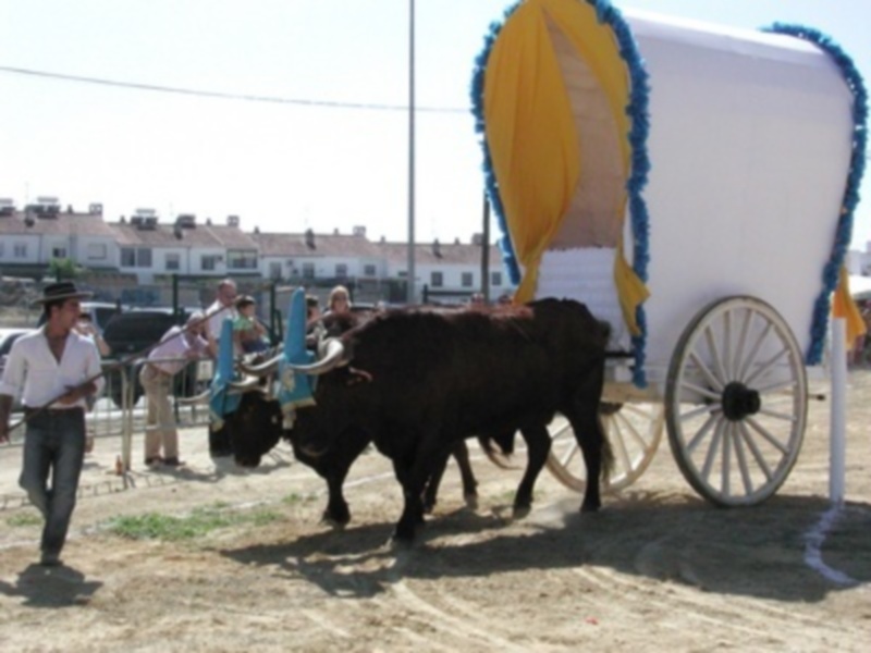 Fernando León Camino se adjudica la tercera edición del Concurso de Yuntas de Gines