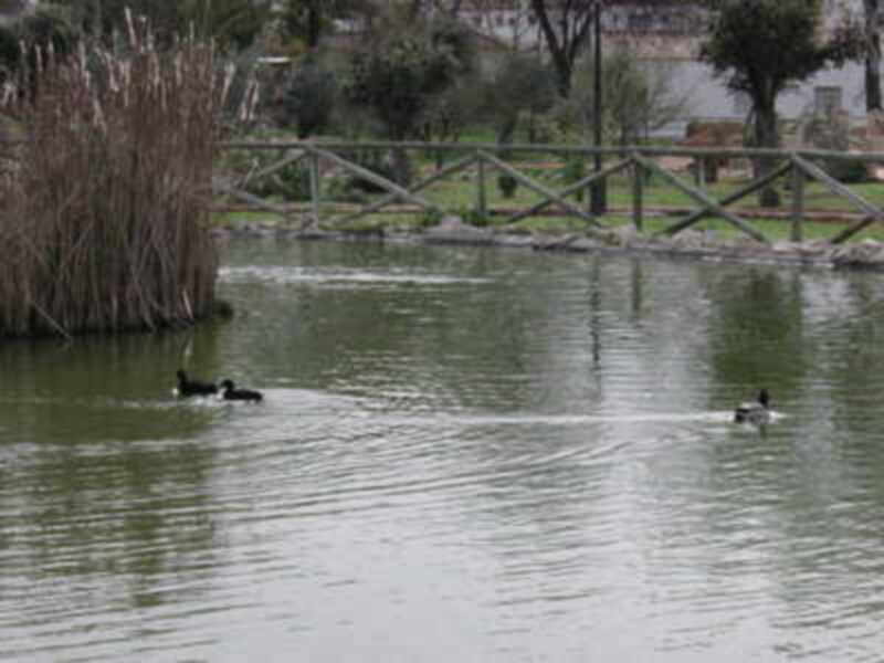 Campaña de reintroducción de aves en el Parque Municipal de Gines 