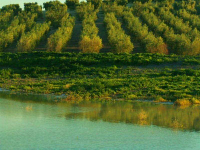 El riego del olivar en Marchena  funcionará este verano