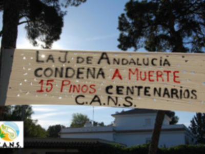 CANS denuncia que la Junta condena a muerte a 15 pinos centenarios en Chipiona.