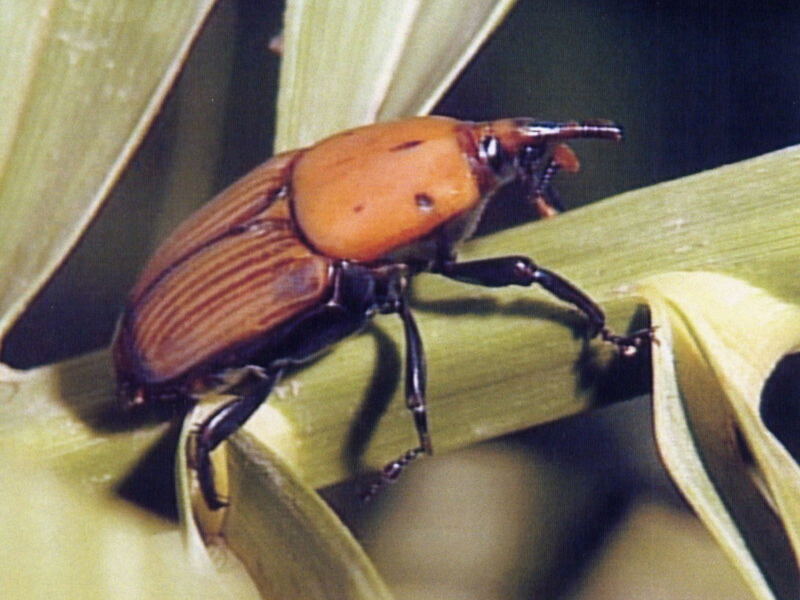 Rebrote en Chipiona de la plaga del picudo rojo