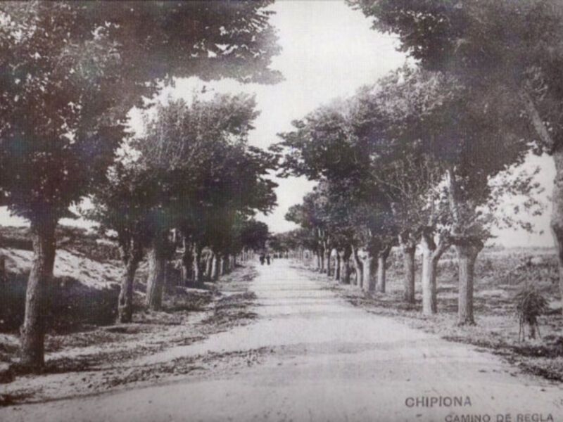 Peligro de muerte en Chipiona para 8 olmos centenarios