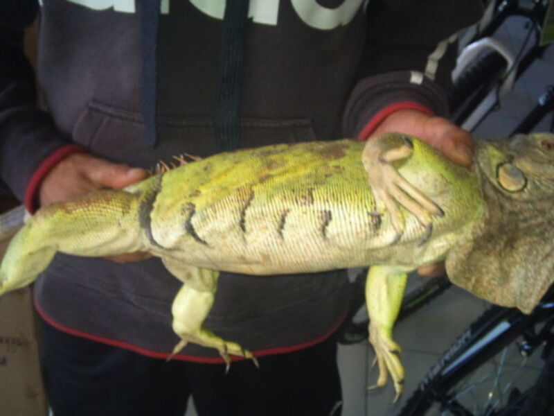  CANS recupera dos nuevos ejemplares de iguana y tortuga(Chipiona)