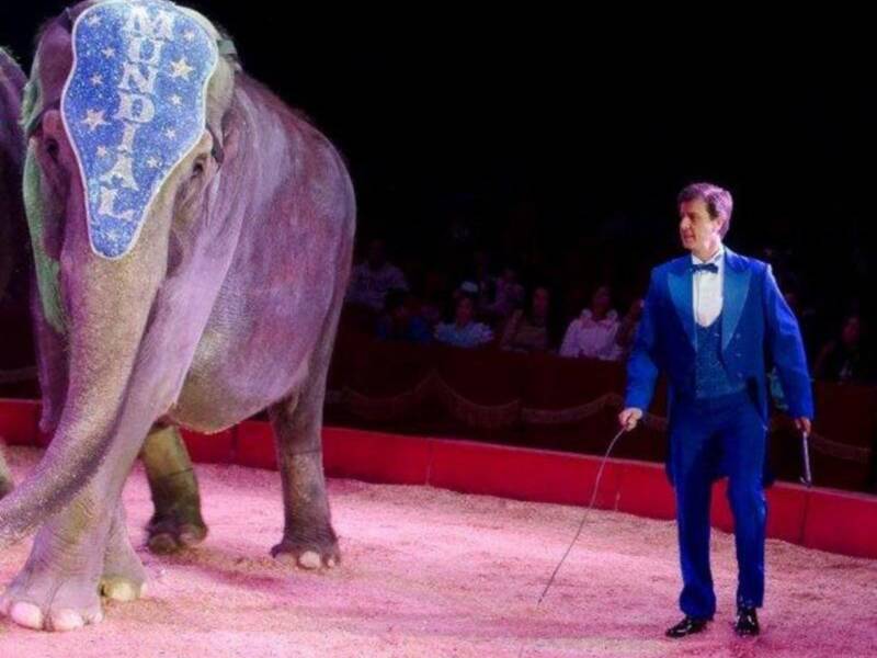 El conde de Salvatierra debuta como domador de elefantes en el circo mundial en Sevilla.