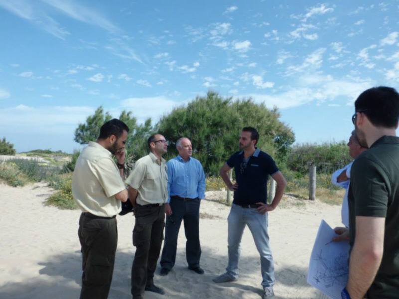 Junta y Ayuntamiento estudian la plantación en el acceso a Las tres piedras de las palmeras retiradas del Paseo Costa de la Luz(Chipiona) 