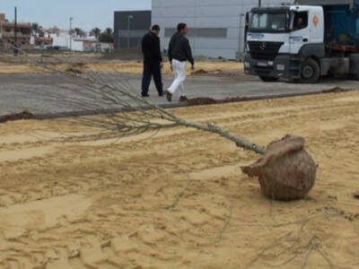 El Ayuntamiento planta 68 alteas como complemento al nuevo espacio del merdadillo(Chipiona)