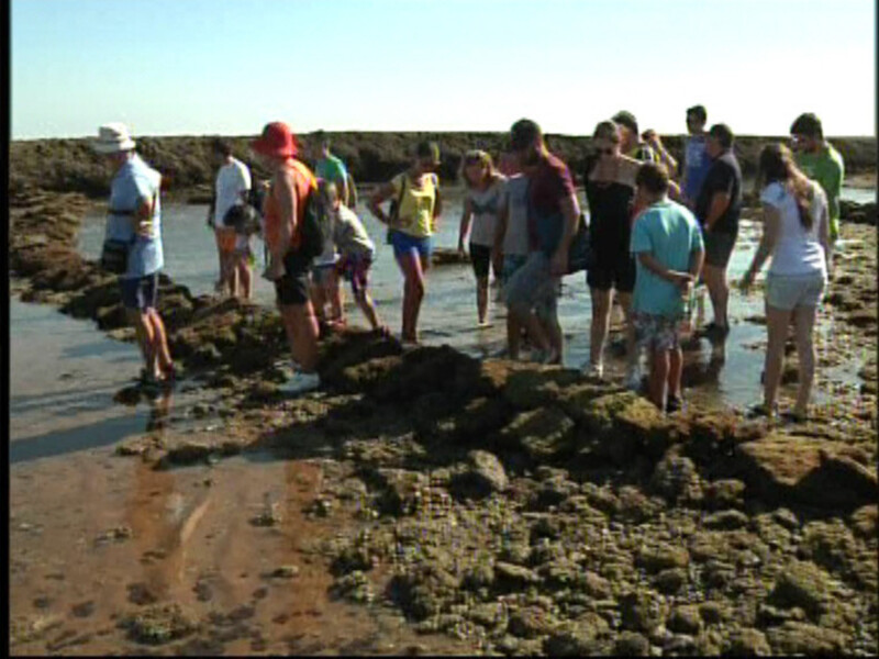 Turismo y JARIFE ofrecen visitas guiadas a los corrales de pesca durante el verano(Chipiona)