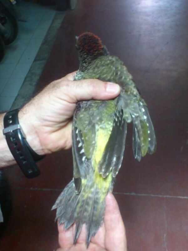 El Cans anuncia la recuperación de un ejemplar de la especie amenazada Pito Real gracias a la colaboración ciudadana(Chipiona)