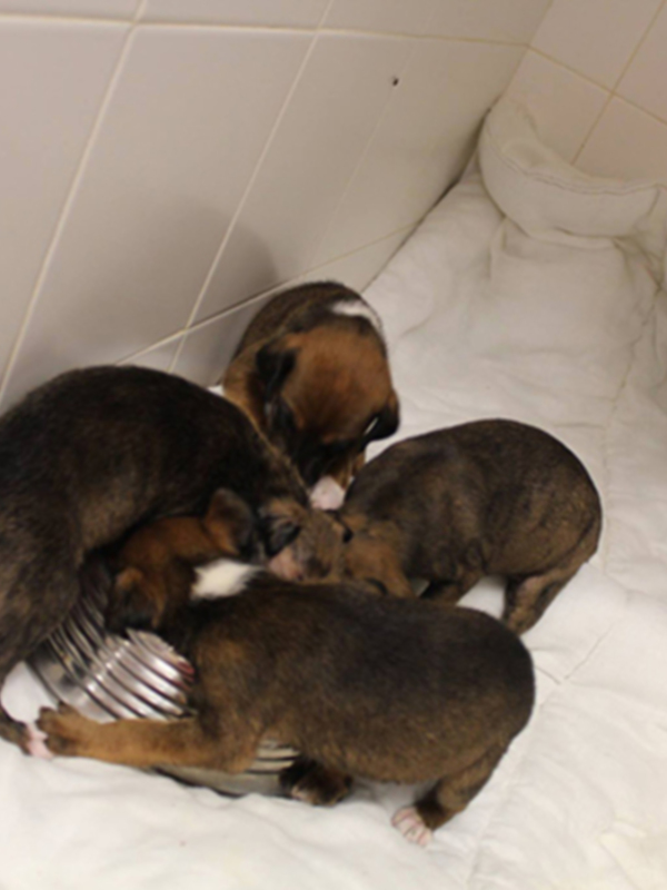 Sevilla.  NP+Fotos+Video Espectacular y exitoso rescate de la FBM de 8 crías de galgo en una alcantarilla de las Cabezas de San Juan