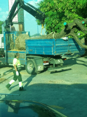 Las obras para construir la nueva rotonda que regulará el tráfico en el entorno de la Torre Sevilla obliga a retirar un ejemplar de Tipuana.