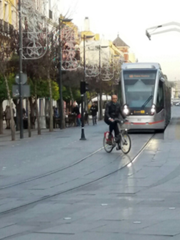 Arboles en las calles de Sevilla