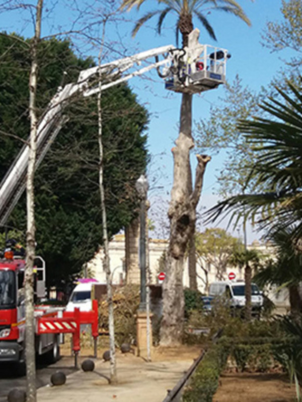 Tala de árbol en acceso al Parque María Luisa y Plaza de España