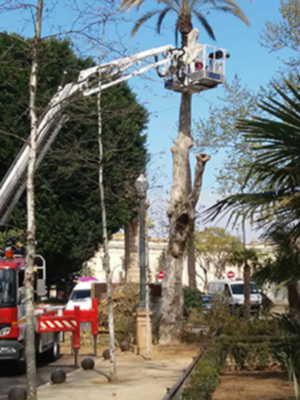 Tala de árbol en acceso al Parque María Luisa y Plaza de España 
