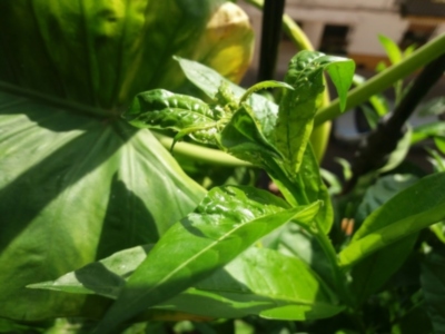 El Pulgón llega a Sevilla