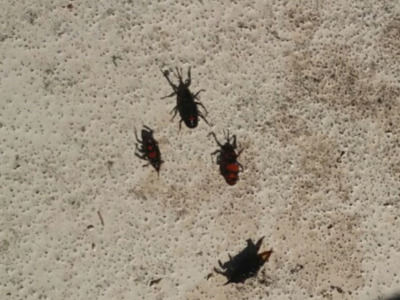 El Picudo continúa visitando los parques y jardines de Sevilla