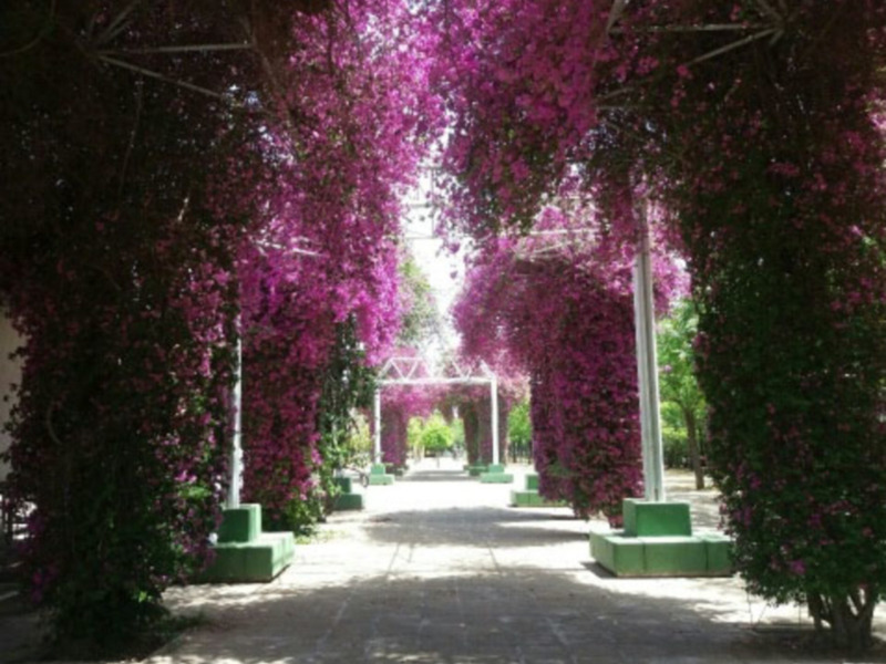 Sombra y color en el Parque José Celestino Mutis de Sevilla