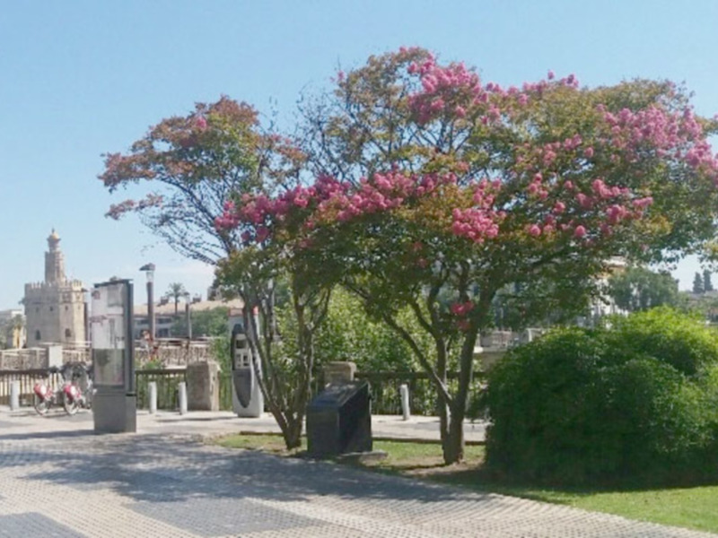 Florecen las Lagerstroemias en Sevilla