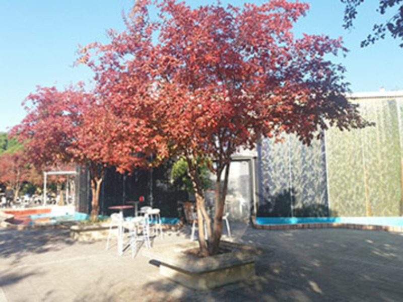 Sevilla en Otoño muestra una nueva gama de colores en calles  plazas.