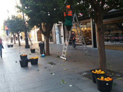 Comienza la recogida de la naranja en las calles y plazas de Sevilla.