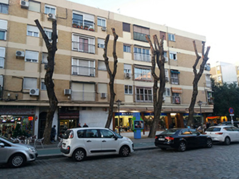 El Ayuntamiento de Sevilla inicia los trabajos de poda del arbolado en la ciudad.