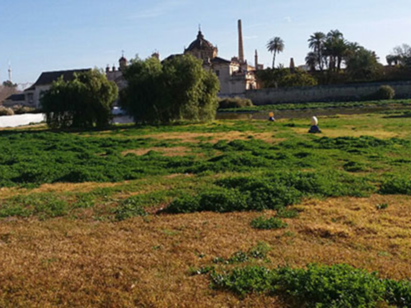 Parque Cartuja