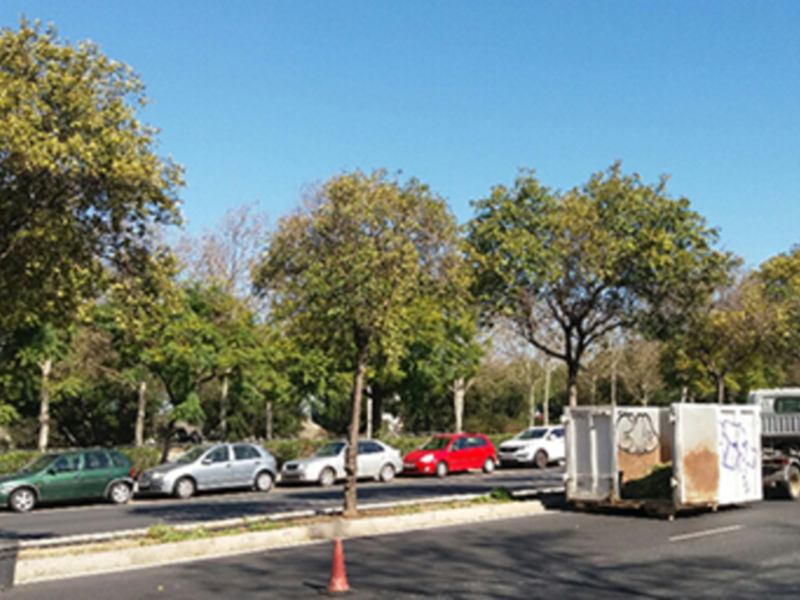 Trabajos de plantación y mantenimiento en la mediana de la calle Torneo