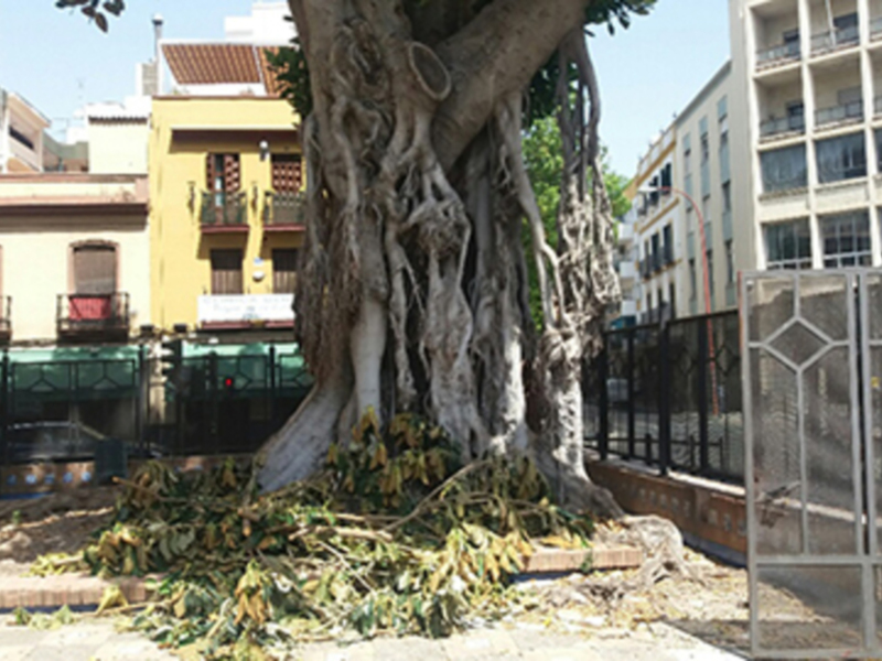 Caída de ramas, hojas y frutos en árboles ejemplares aparentemente sanos.