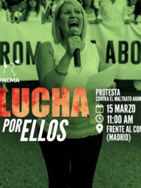 Creación de una Ley estatal de protección animal
