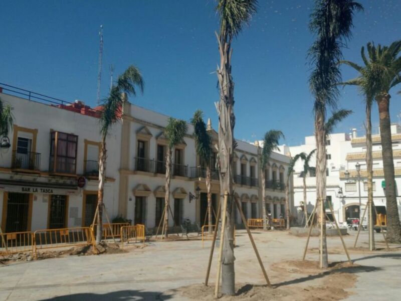 Finaliza la plantación de quince cocos plumosos en la Plaza Juan Carlos I