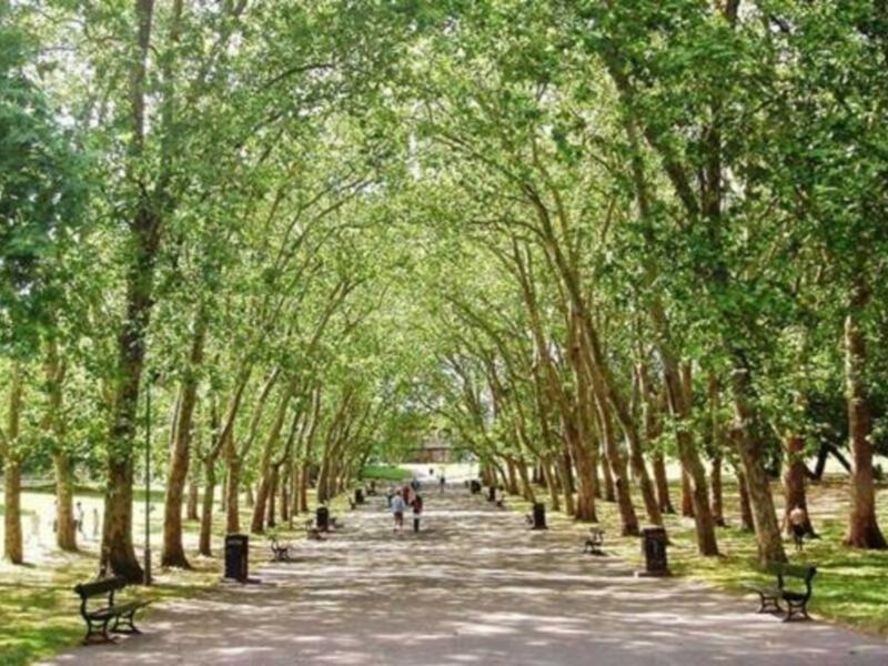 La Arboricultura tomada en serio: valorar al arborista para proteger al ciudadano y al árbol.