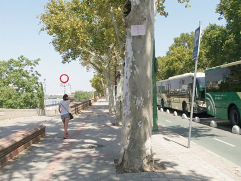 Los carteles del pulidor siguen clavados en los árboles