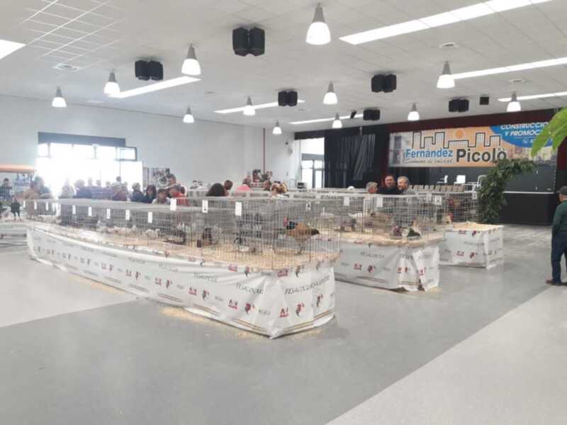 380 gallinas y pollos y 160 animales exóticos en el primer concurso andaluz de gallina de raza sureña pionero en Andalucía