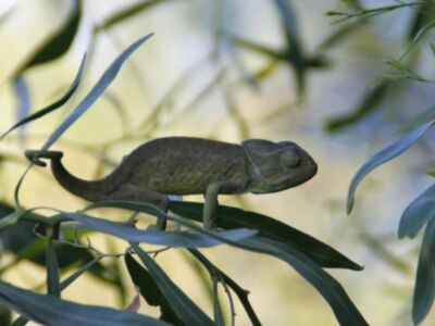 El Ayuntamiento de Chipiona ha vuelto a editar un bando de 1986 sobre protección del camaleón común, una especie protegida