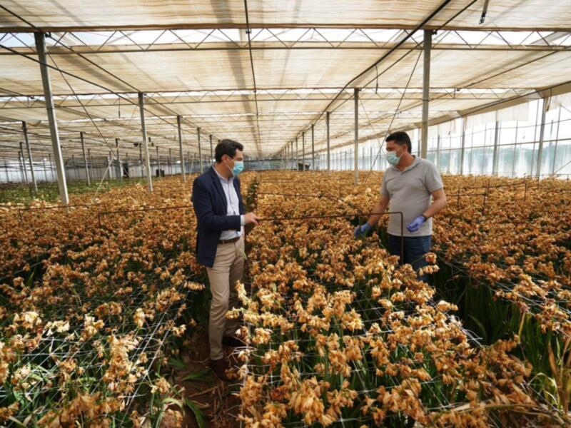 El PP satisfecho con la visita de Juanma Moreno a Chipiona para buscar soluciones a la situación del sector de la flor cortada