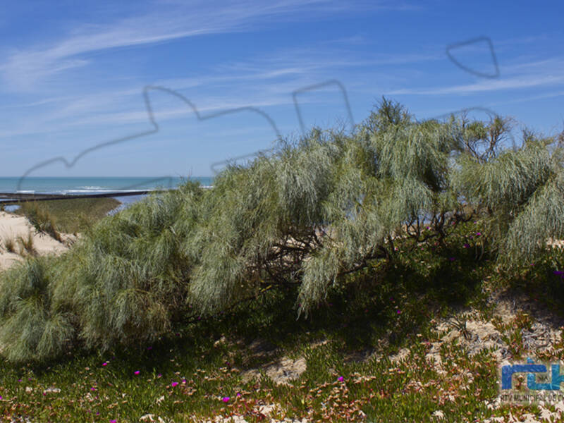 Chipiona participa en el proyecto ‘LIBERA, unidos contra la basuraleza’ para   frenar las consecuencias de la basura abandonada en espacios naturales