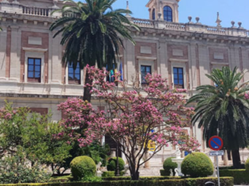 Florece en Sevilla el árbol de Júpiter.