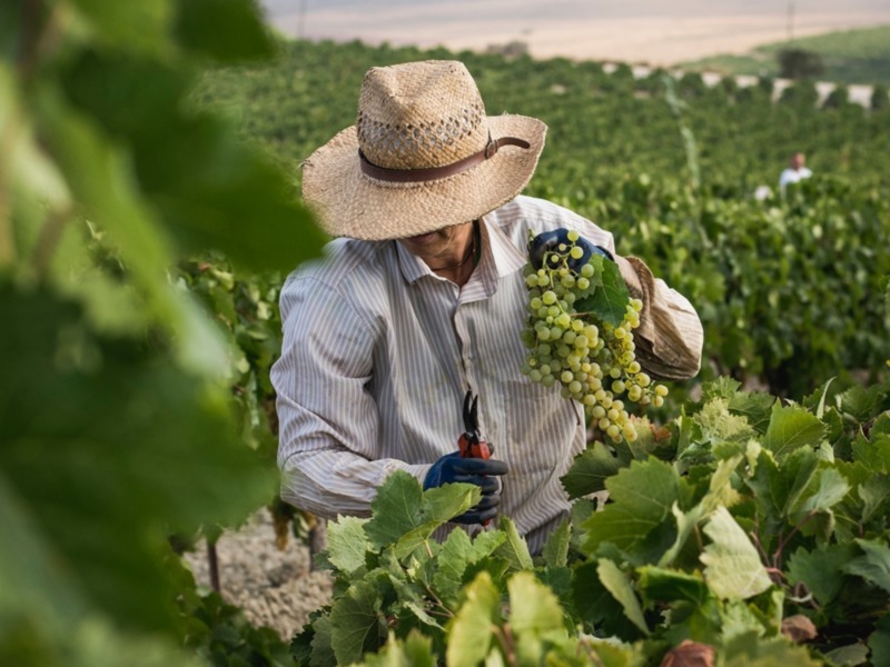 El Marco de Jerez inicia su vendimia más temprana   desde que existen registros.