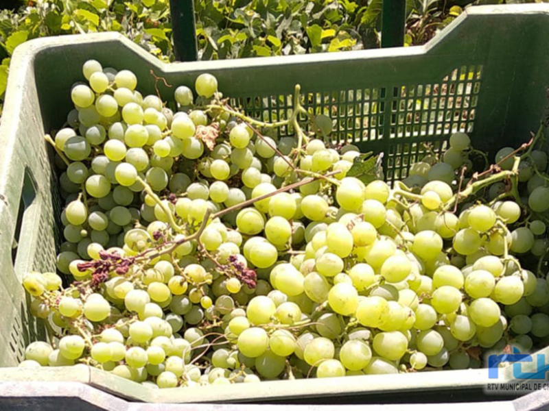 Las bodegas de Chipiona iniciaron ayer la vendimia de uva moscatel, que también se ha adelantado por las olas de calor