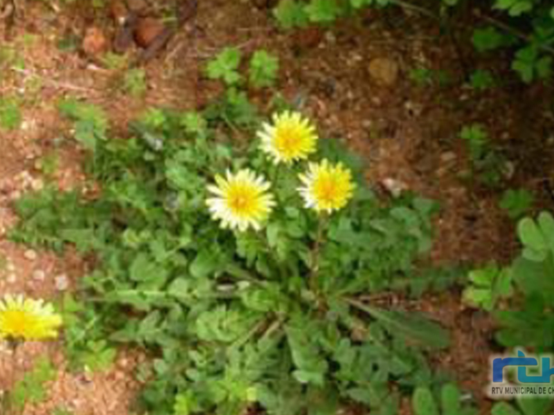 Doradas y vibrantes, estas flores amarillas crecen en un suelo rojizo. Sus hojas verdes y sus pétalos amarillos contrastan con el suelo rojizo.