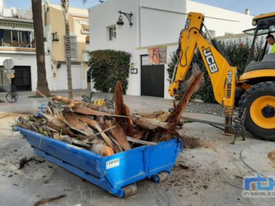 Parques y Jardines procede a la retirada de cuatro cocos plumosos de la Plaza Juan Carlos I que se encontraban completamente secos 