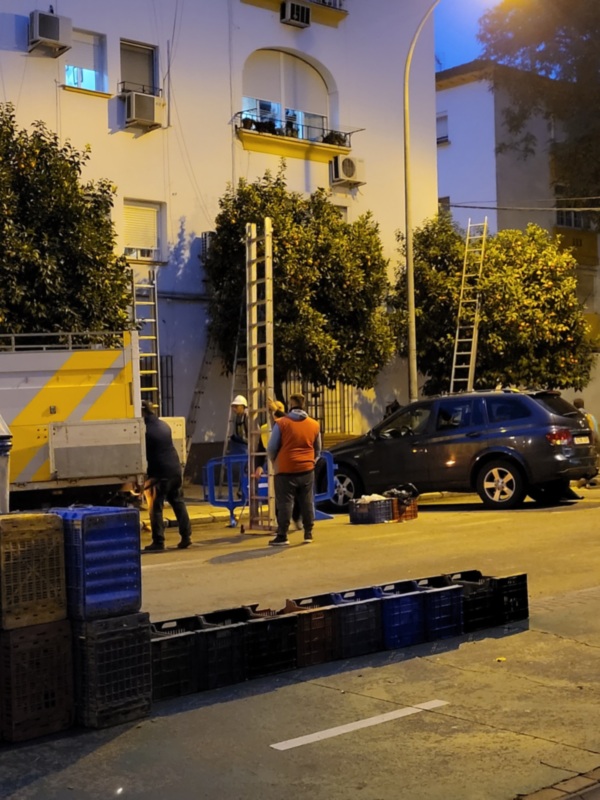 El Ayuntamiento generaliza la campaña de recogida de la naranja 