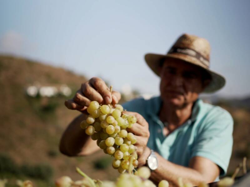 El documental "la Vid(a)" sobre la uva pasa moscatel de la Axarquía, en Andalucía Televisión