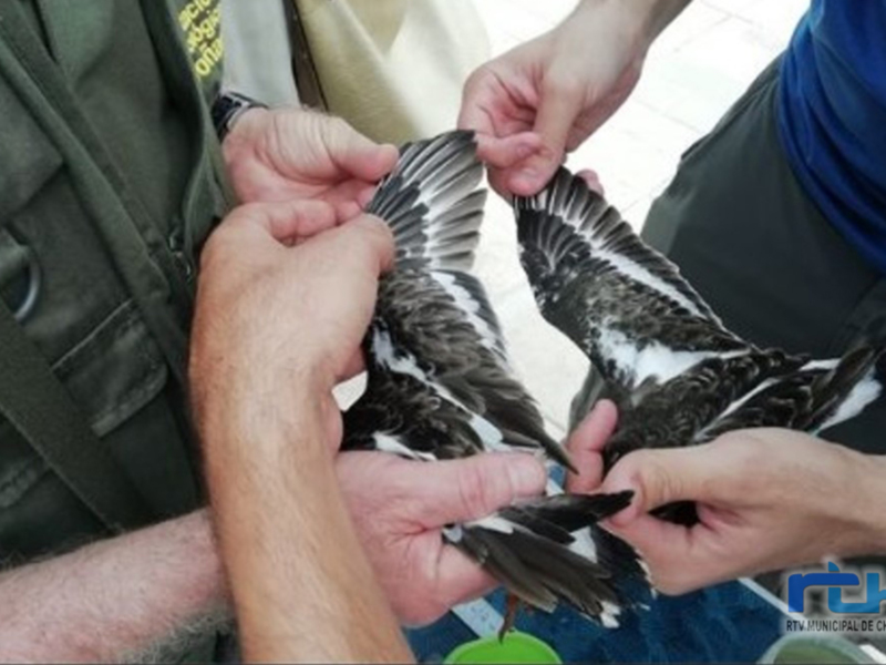 La Sociedad Gaditana de Historia Natural anillará este fin de semana aves de la colonia de vencejos moros de la lonja de Chipiona
