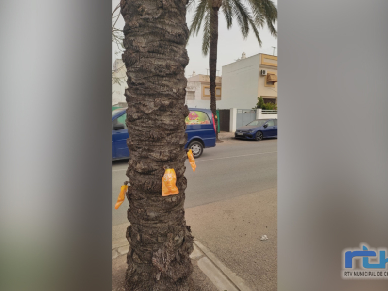 Palo de palmera con etiquetas amarillas en la calle, en Chipiona, Andalucía, España.