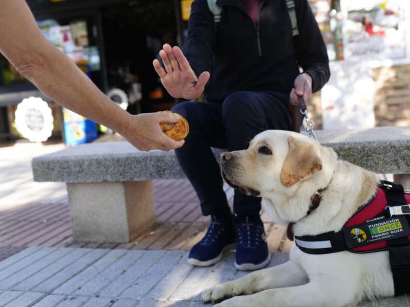 Los perros guía de la ONCE en Sevilla piden que no los distraigas con alimentos