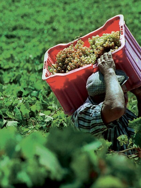 La nueva vendimia llega al Marco de Jerez con algo de retraso y con un grado importante de afectación del mildiu