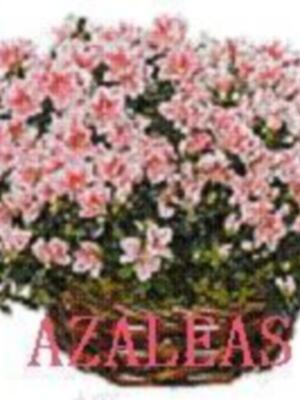 CADA DÍA UNA FLOR DE SANTA ÁNGELA DE LA CRUZ. (IV)